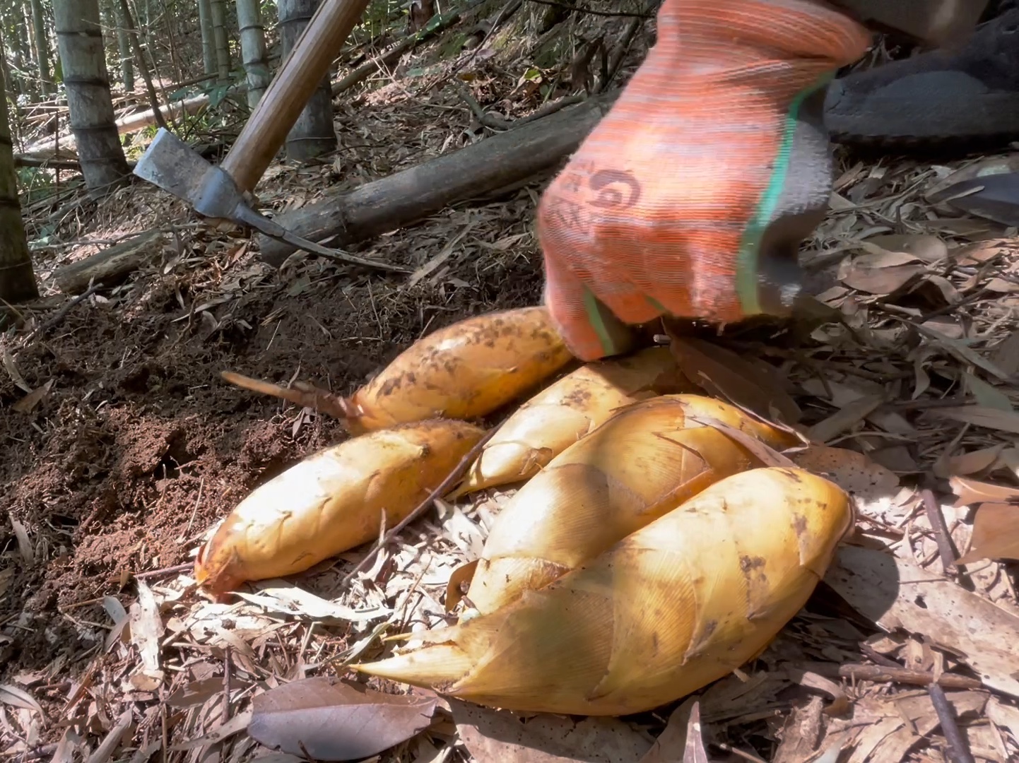 2024年上高山来挖野笋,这茂密的竹林挖着过瘾!锄下去又有货哔哩哔哩bilibili