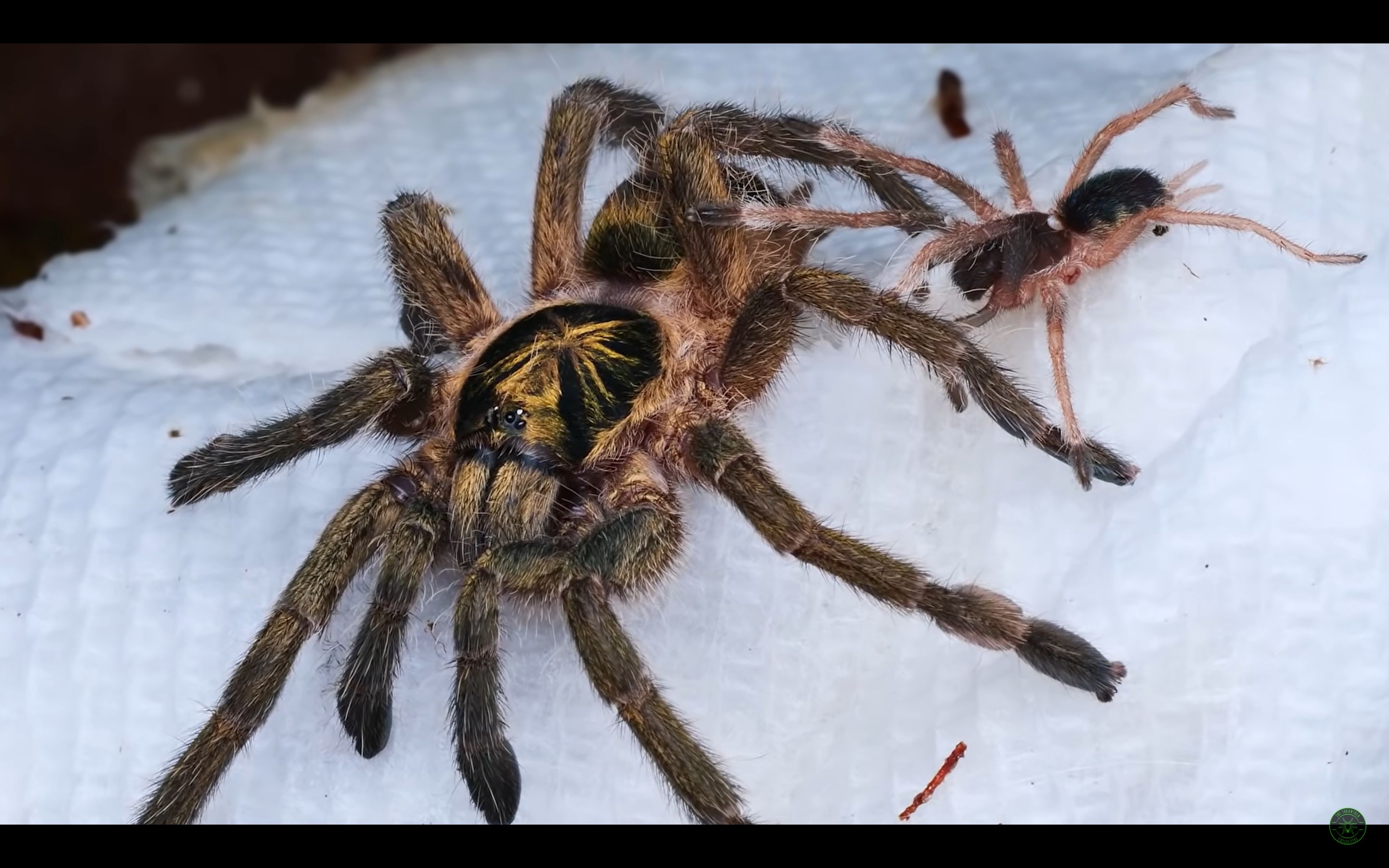 【中英双语】千里达橄榄金群养搬家造景记录——tarantula collective