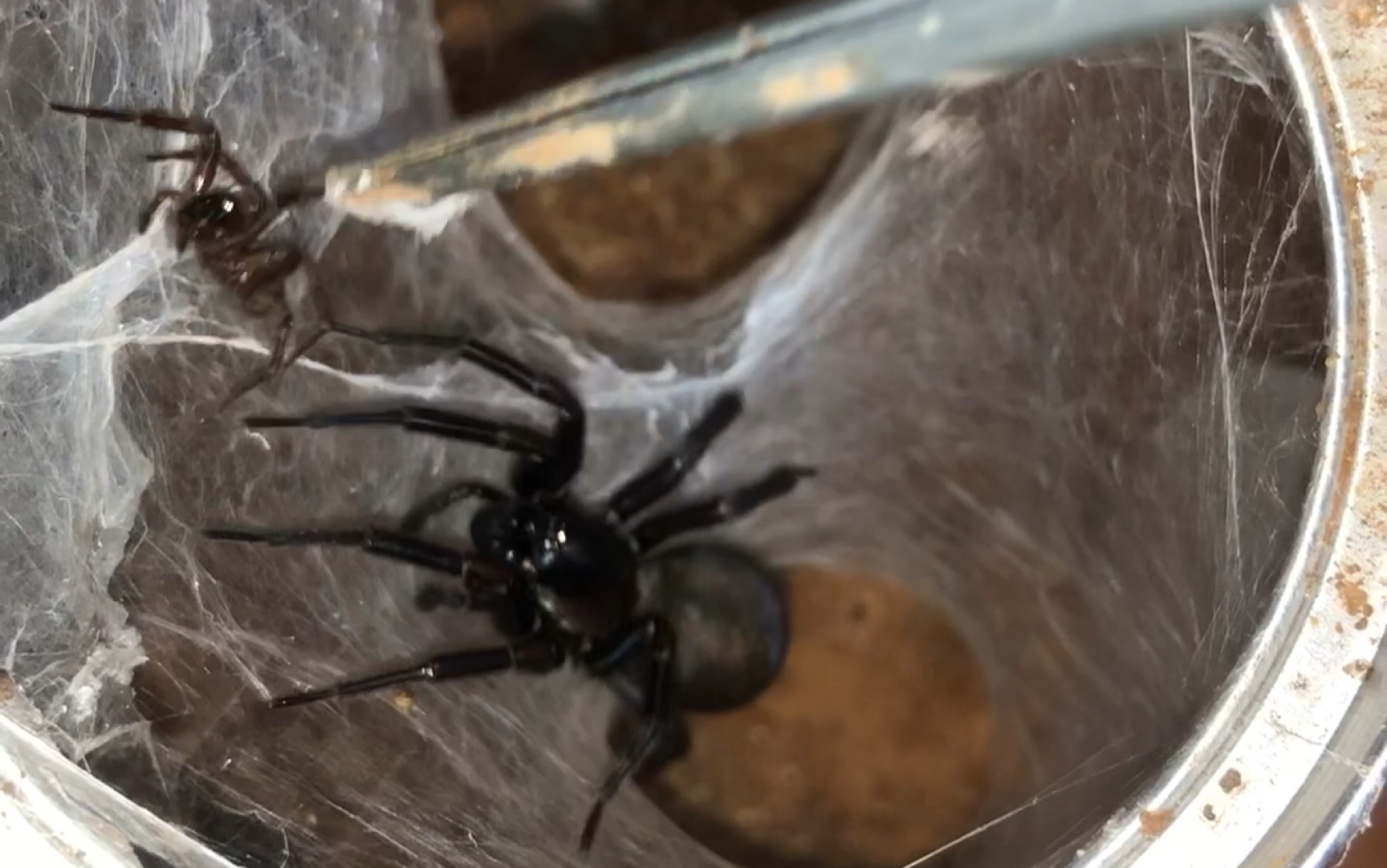 拟隙蛛狡蛛硬皮地蛛的手动喂食_哔哩哔哩 (゜-゜)つロ 干杯~-bilibili