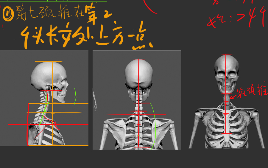 小墨藝用人體解剖個人分析頭頸肩骨骼概括
