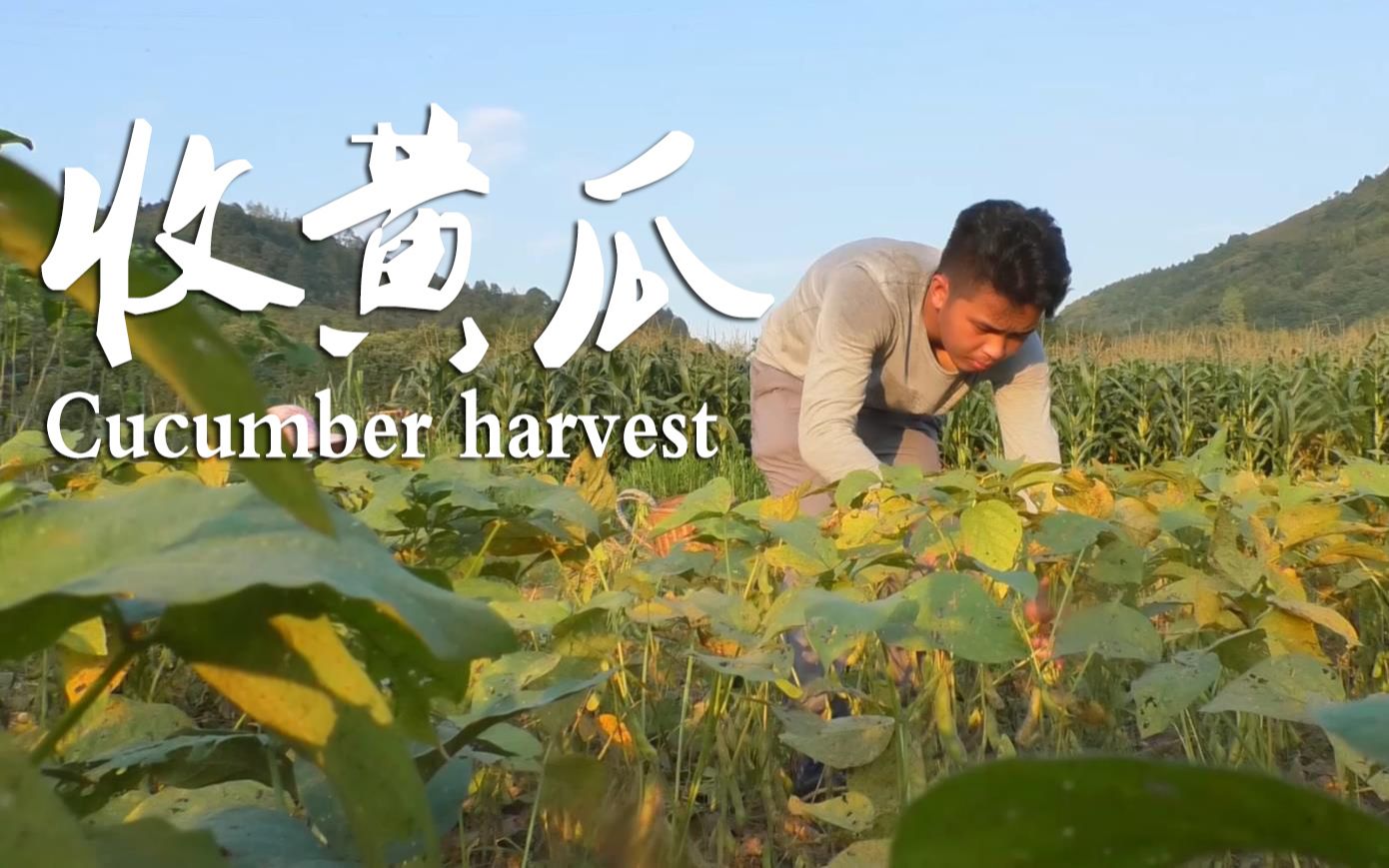 天黑前抢收黄豆,看来蒙华诗今晚有下酒菜了!朋友们想不想吃?