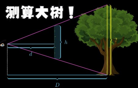 仅凭一个刻度尺,如何测量一棵大树的“身高”?原理非常简单,三角形相似哔哩哔哩bilibili