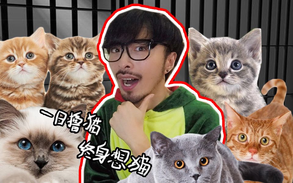 【杨俊杰】谁说养猫简单,那估计是你还没养过猫,来自一个猫奴理性的声音……哔哩哔哩bilibili