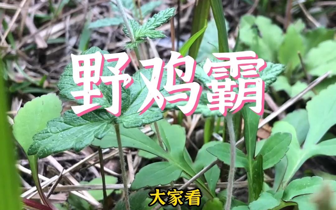 野鸡霸的根茎可以挖来吃,朋友们小时候吃过吗?哔哩哔哩bilibili