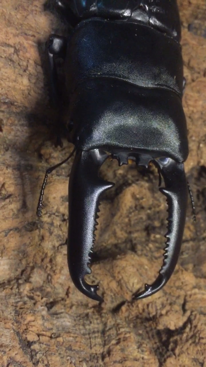 帅气的106dda巴#巴拉望巨扁##锹甲