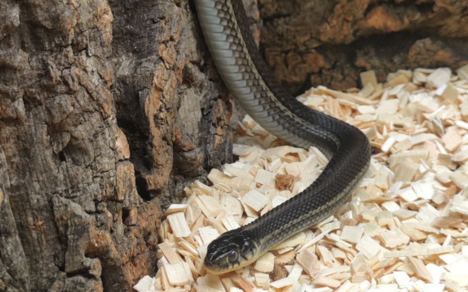 查帕拉湖束带蛇宝宝们晒一波