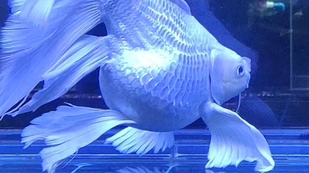 广温鱼就是它,能适应0-34摄氏度,最适合温度25-30摄氏度,一米鱼缸养25