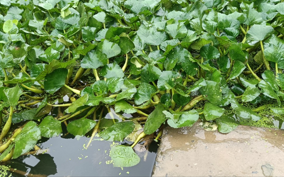 后院池塘里的小菱角