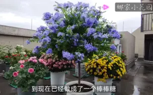 下载视频: 如何打造一棵蓝雪花棒棒糖