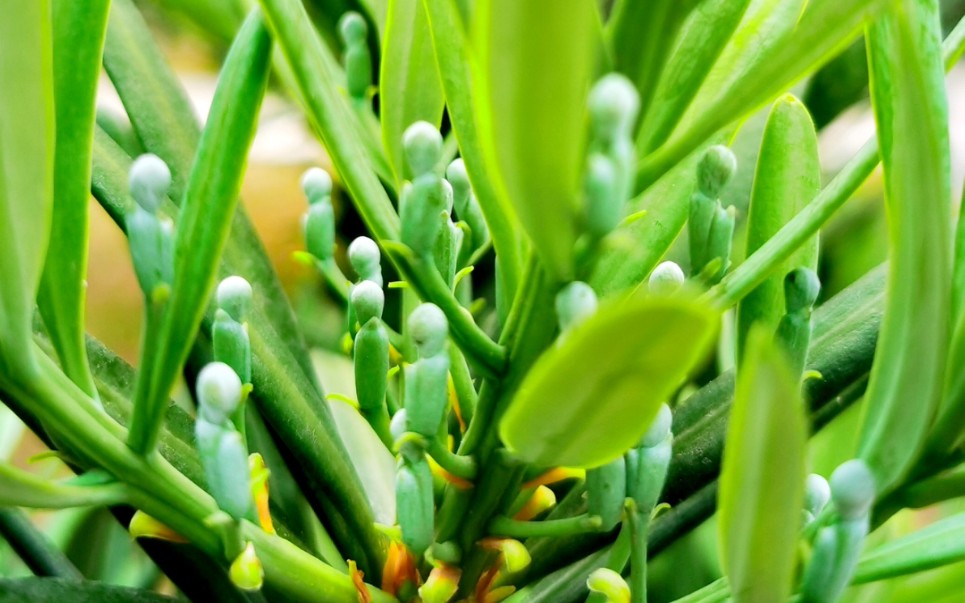 神奇的罗汉松花果.