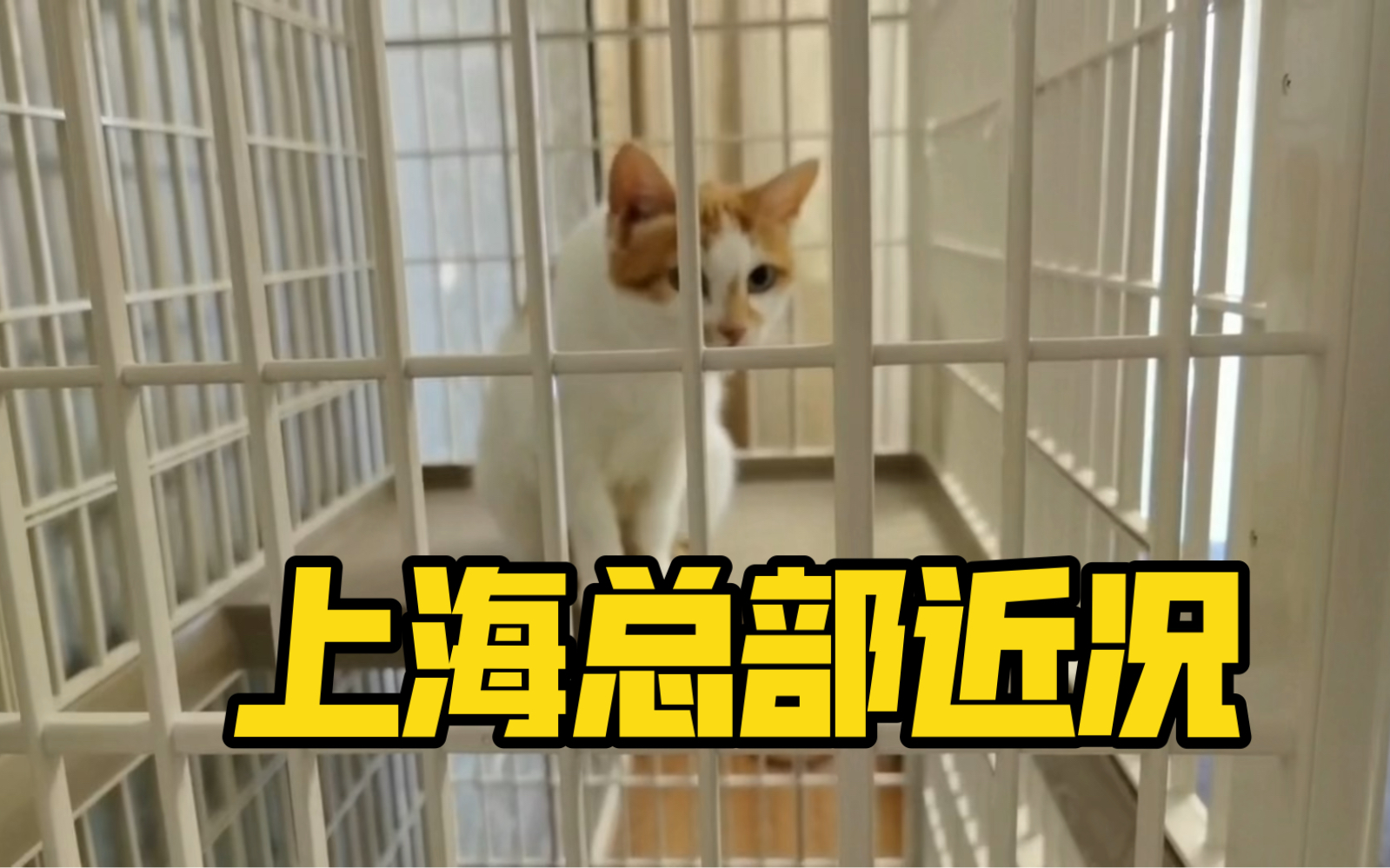 上海总部小猫咪近况哔哩哔哩bilibili