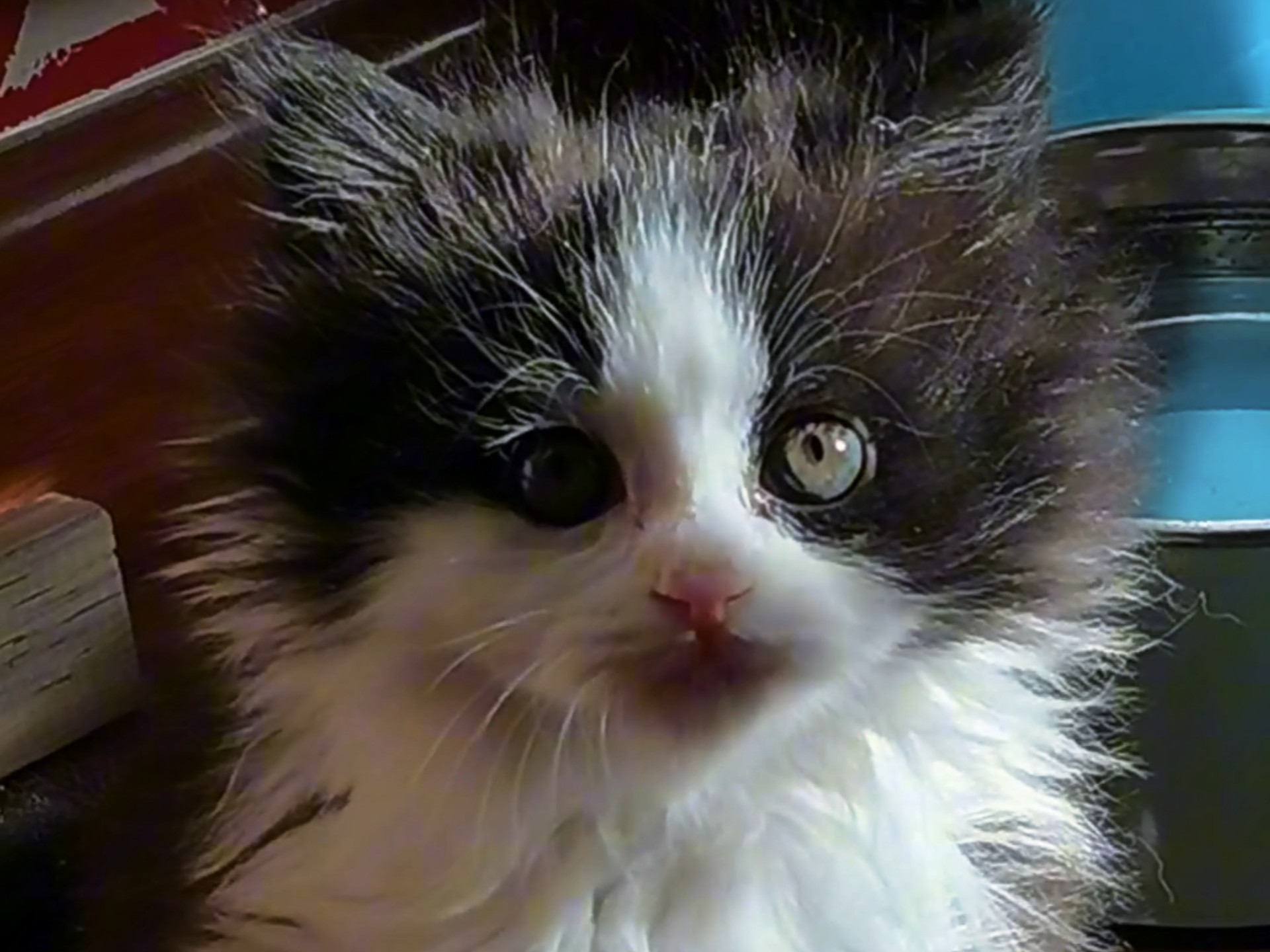 临清狮子猫黑白狮子猫幼猫