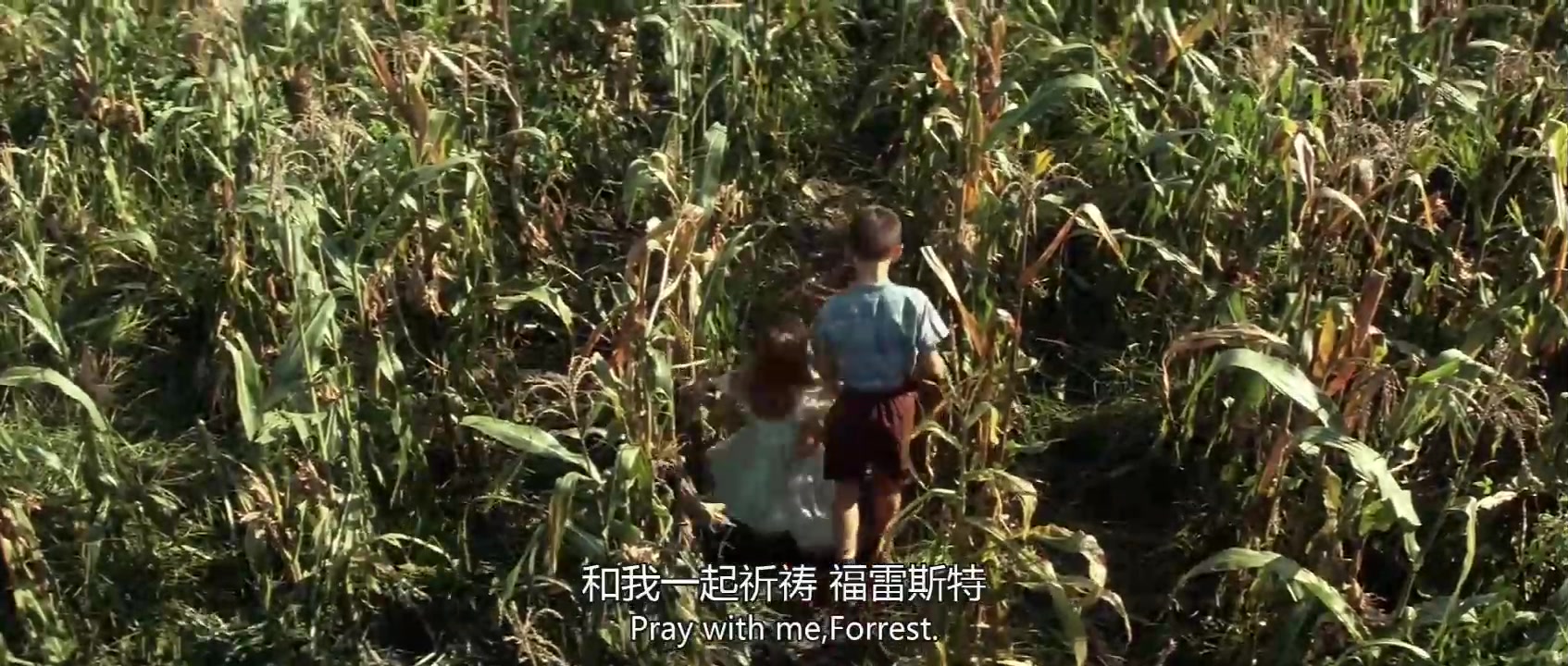 阿甘正传电影高清1080P在线观看平台腾讯视频哔哩哔哩bilibili