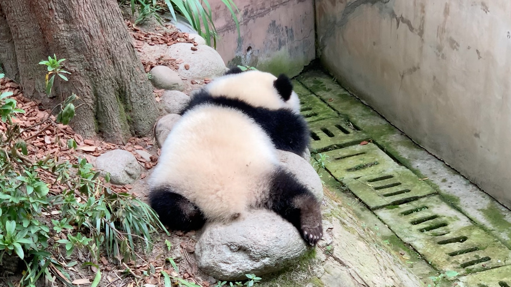 【大熊猫福多多】大宝座失手,气到打嗝哔哩哔哩bilibili