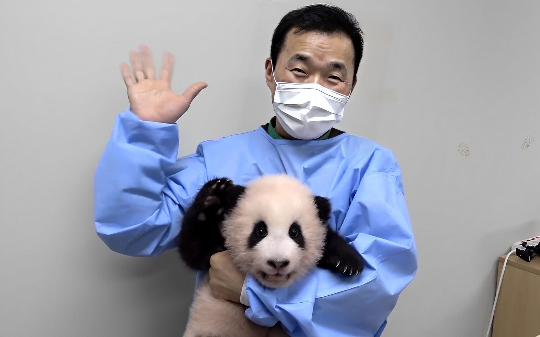 福宝的暴风式成长80-100天