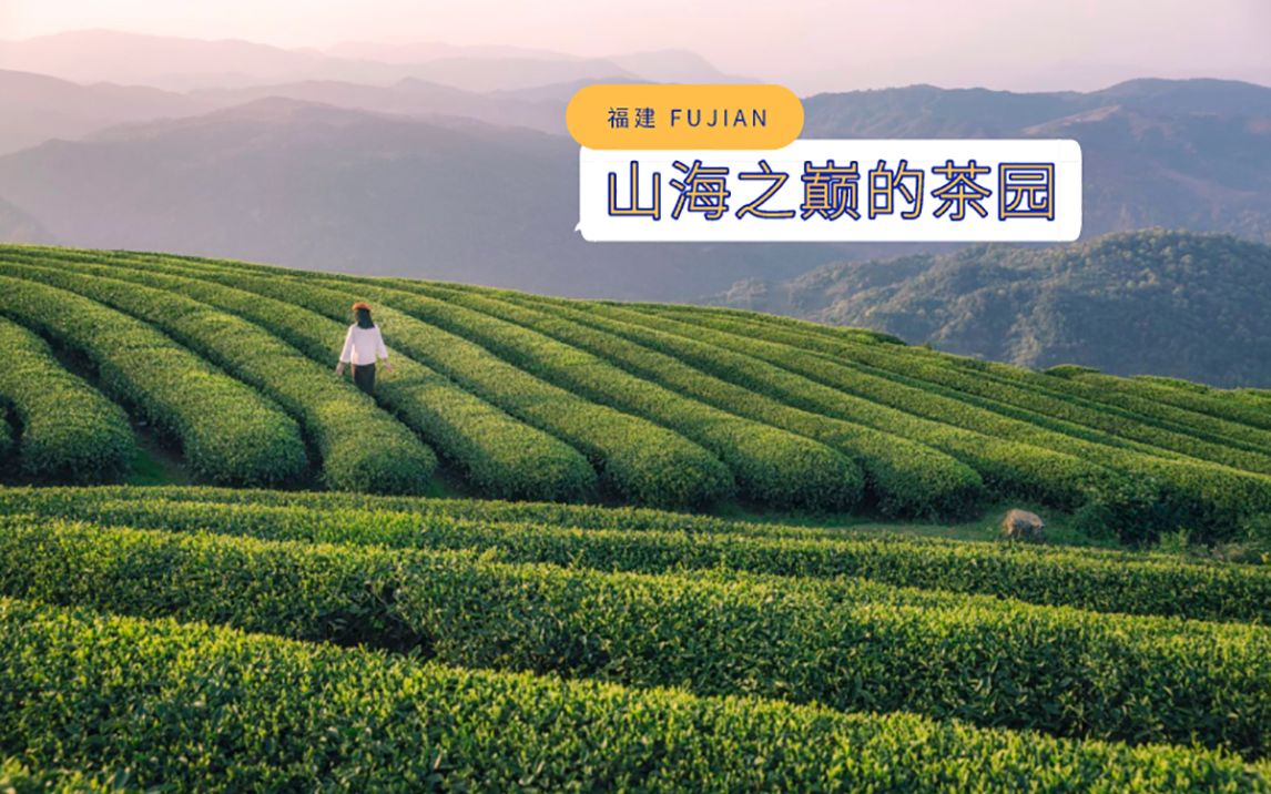 [图]超治愈的云上茶乡｜曾被影帝称为福建最美茶山