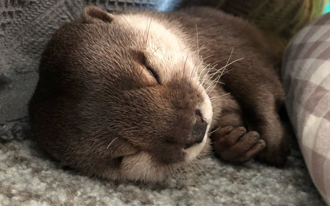 【水獭】惹了祸还一脸搞不清楚状况的獭獭