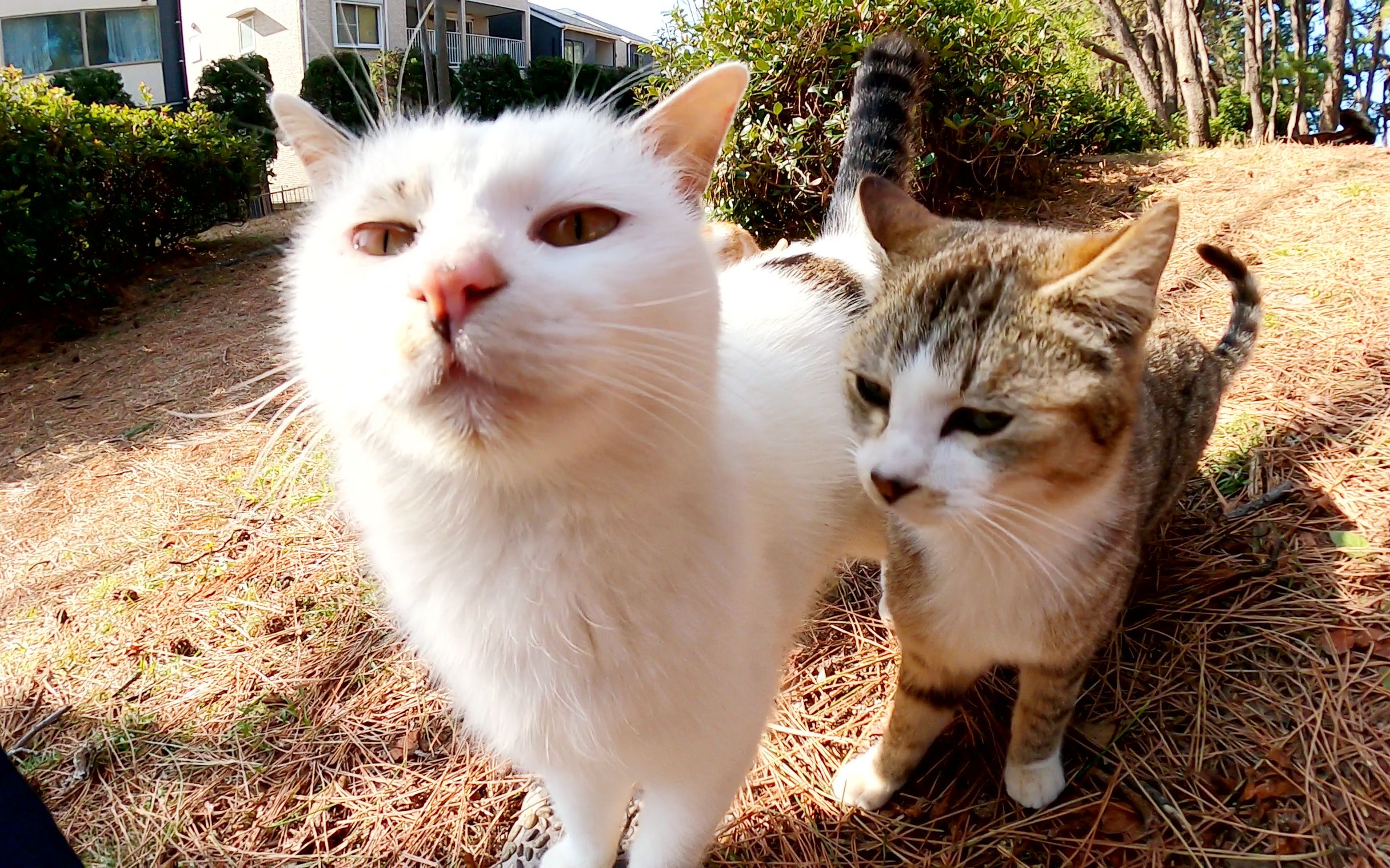 当猫发出可爱的声音尖叫时,许多同伴猫聚集在一起