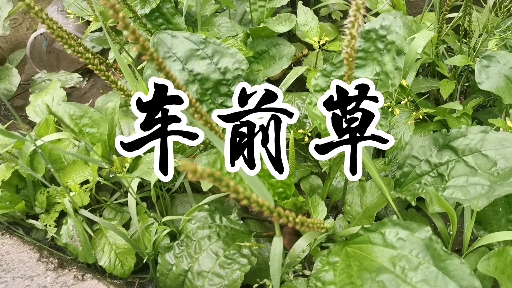 中草药车前草哔哩哔哩bilibili