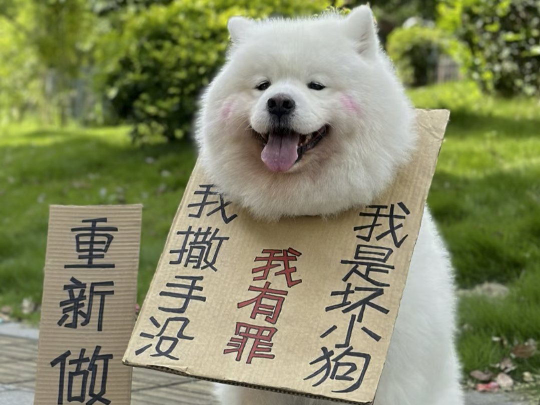 有罪小狗游街示众