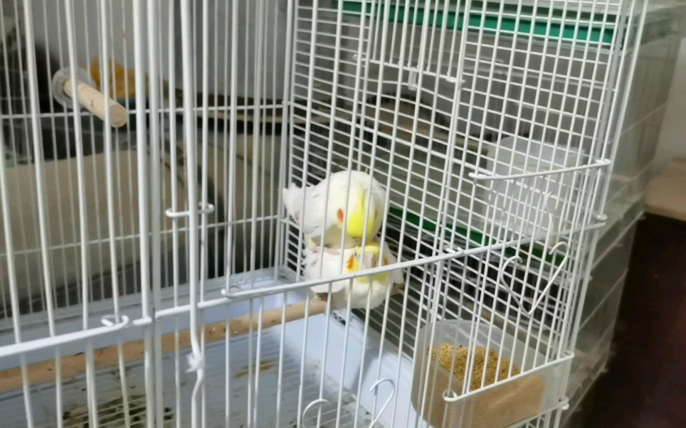 两只玄凤鹦鹉踩背这是快要下蛋吗好期待