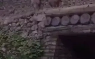 搞笑配音短视频
