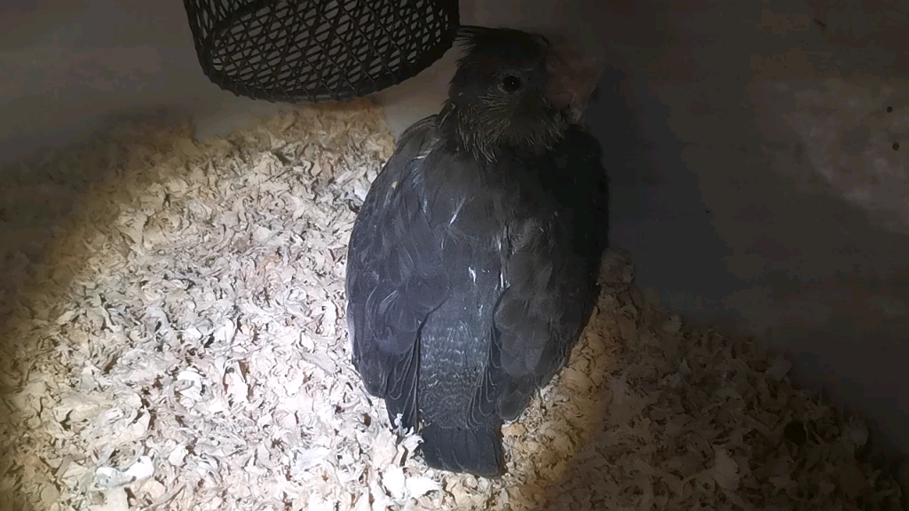 94 加缪日记第一天94 加缪是只小坏