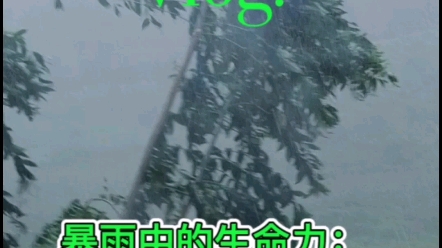 暴雨中的生命力:坚韧与希望的颂歌哔哩哔哩bilibili