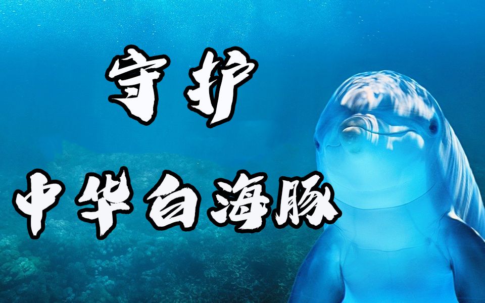 使用“水下麦克风”,如何帮我们高效测量海豚听力?哔哩哔哩bilibili