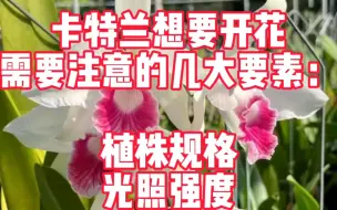 Tải video: 卡特兰要想开花需要注意哪些方面？认真收集整理一下结合自己的养护经验分享一波～