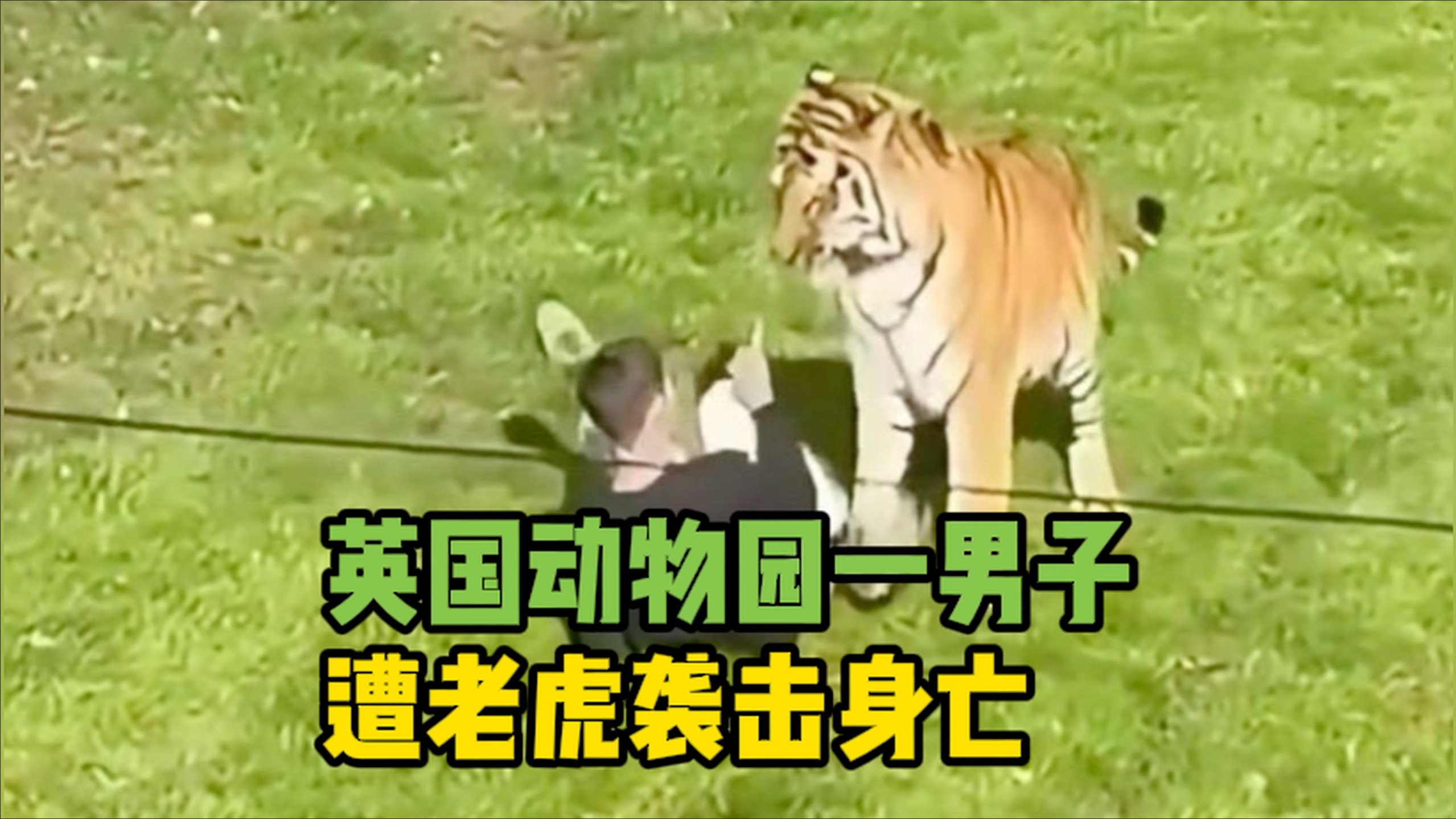 英国动物园一男子遭老虎袭击身亡