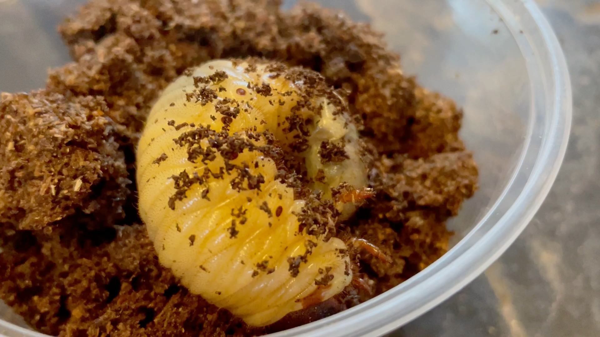 五倍速的独角仙幼虫_哔哩哔哩 (゜-゜)つロ 干杯~-bilibili