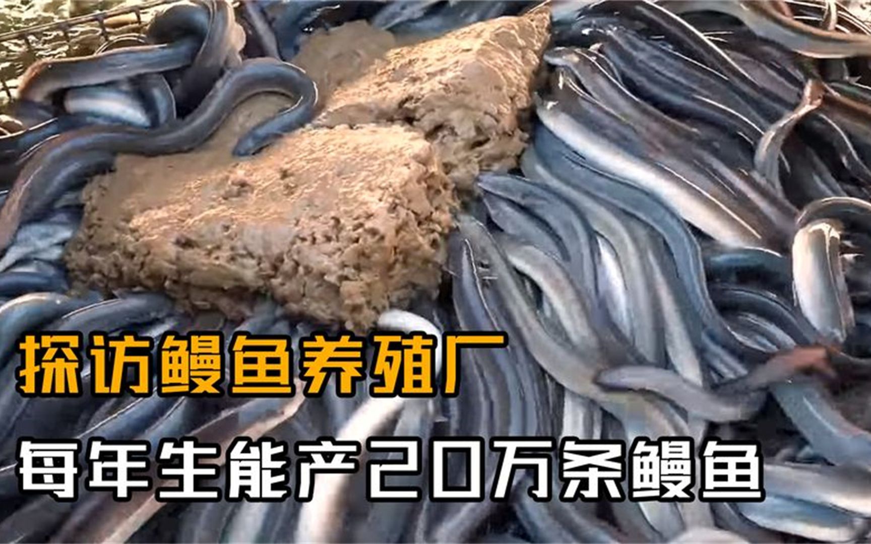 探訪韓國鰻魚養殖廠,每年20萬條的鰻魚是如何加工的?