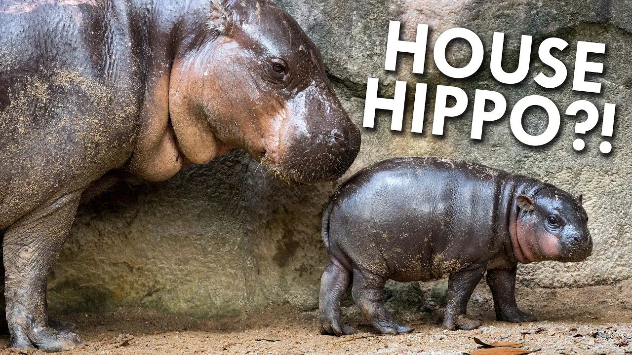 侏儒动物 - 为什么这些动物这么小