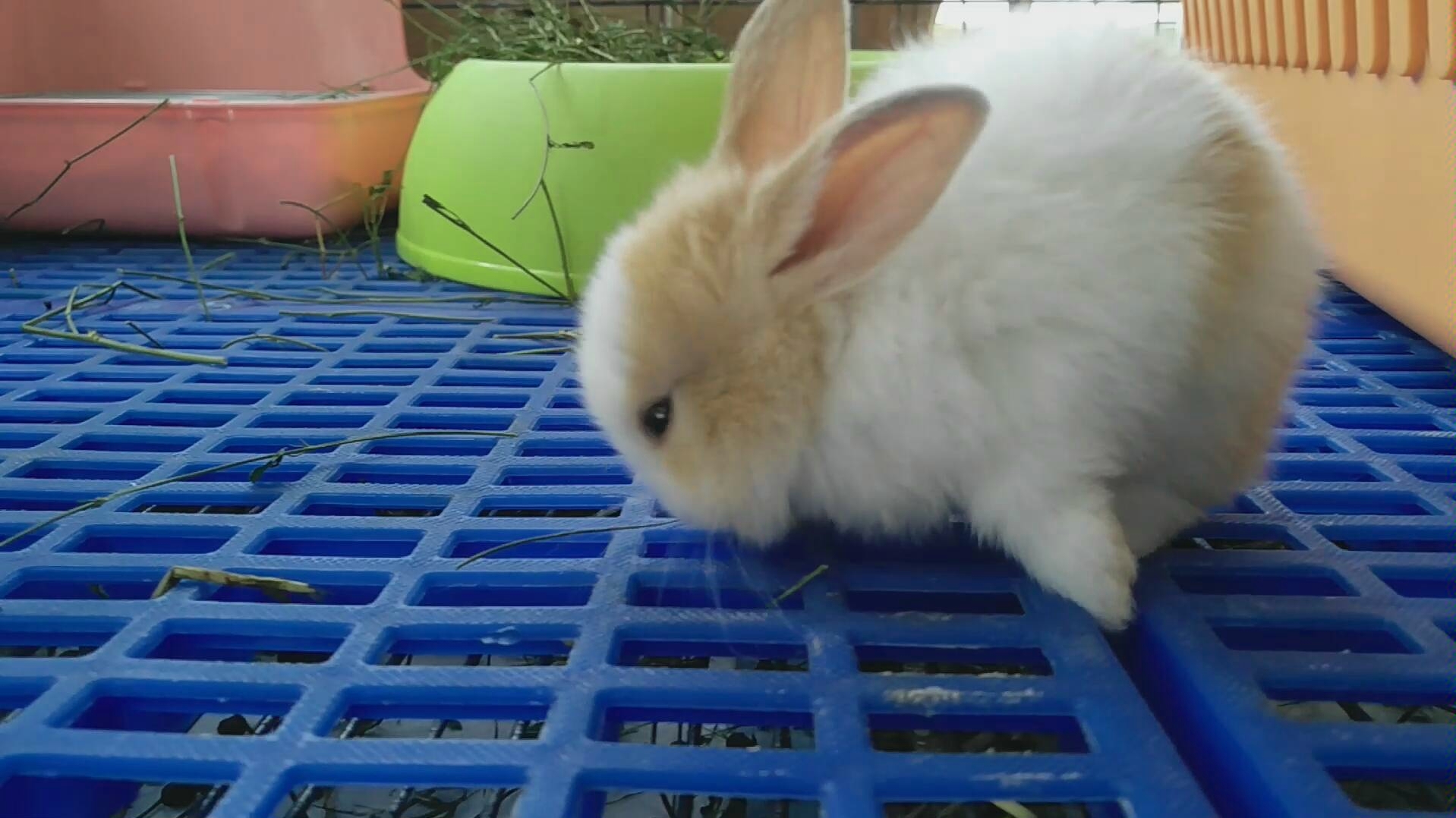 假比利时兔子闪电73奶牛特辑