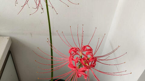 彼岸花生长过程 截止到第一次开花 哔哩哔哩