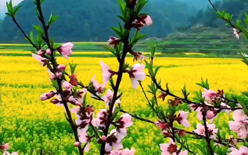 [图]三月春风暖，桃红油菜黄，漫野醉人香