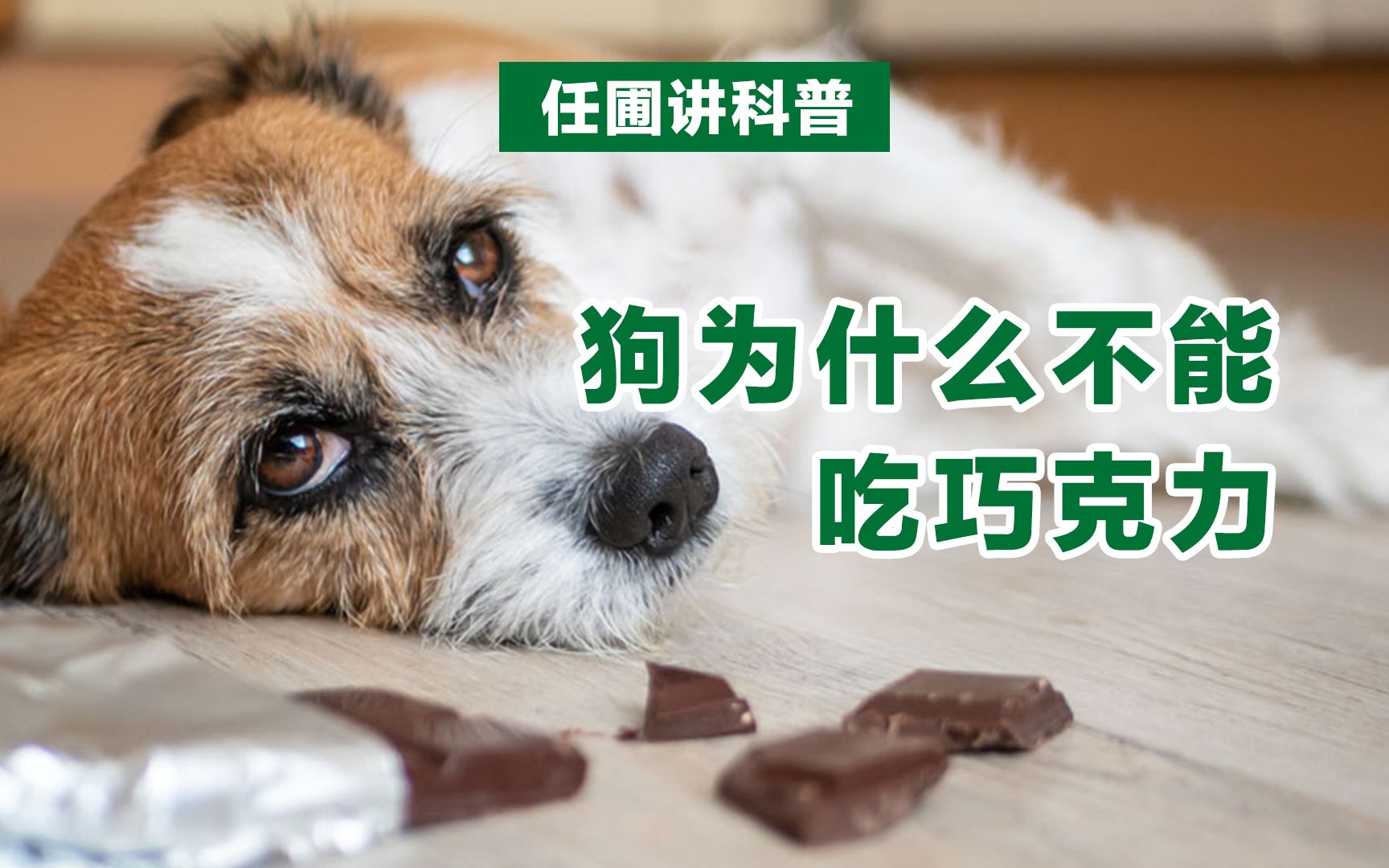 【任圃讲科普】为什么狗不能吃巧克力?