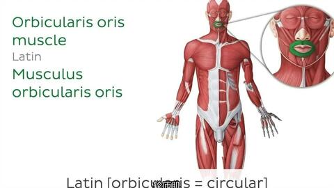 Anatomy and Function of the Scapula - Human Anatomy