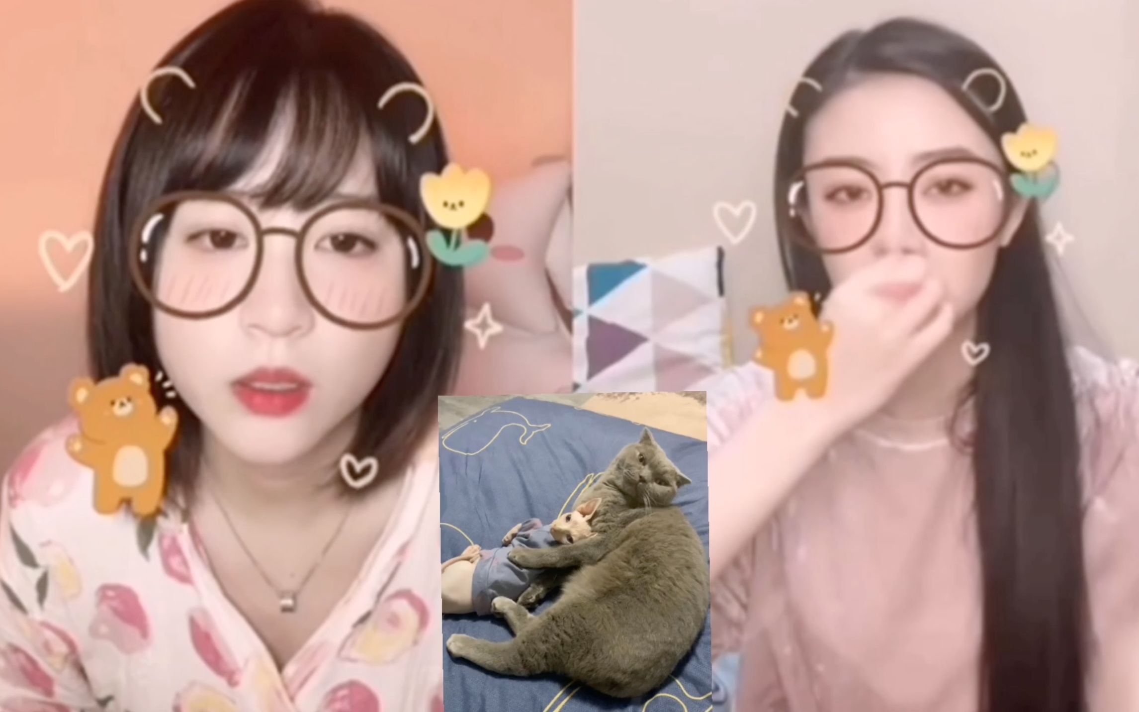 钱蓓婷的猫图片