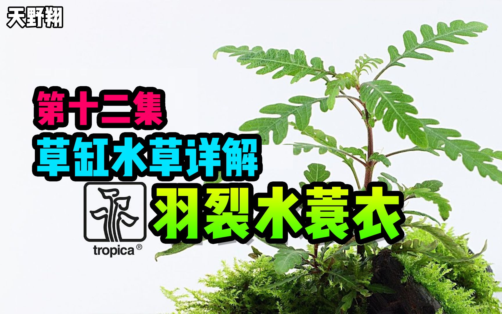 [中文]草缸水草详解系列 第十二集 羽裂水蓑衣哔哩哔哩bilibili