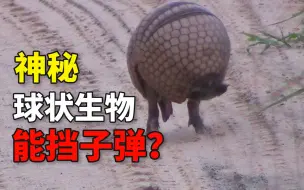 Download Video: 能挡子弹的神秘球状生物，大肆入侵美国，却被吃的濒临灭绝？