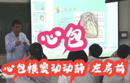 心血管系统 心脏 心包 系统解剖学哔哩哔哩bilibili