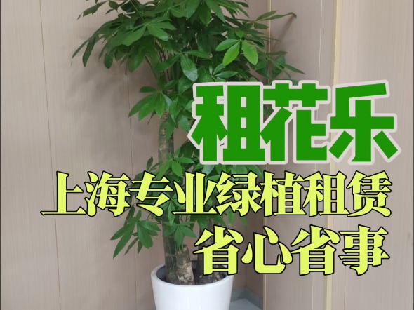 租花乐 办公室花卉植物养护|办公人看过来哔哩哔哩bilibili