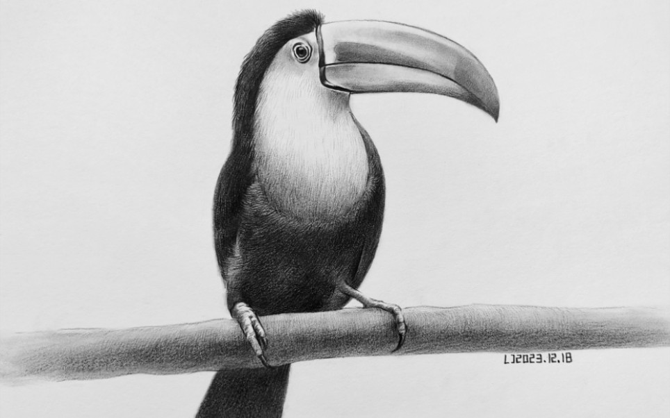 简单素描动物—大嘴鸟