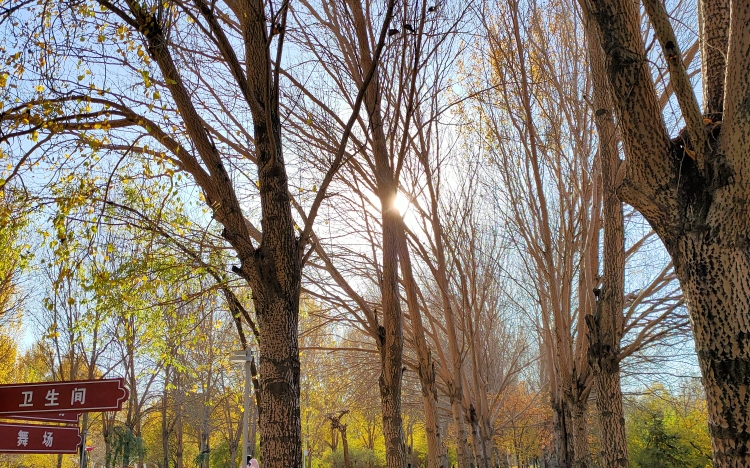 长春岱山公园秋色