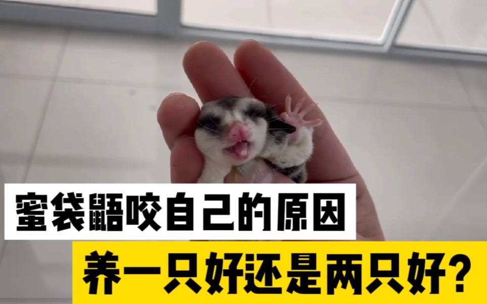 蜜袋鼯咬自己的原因,蜜袋鼯为什么会发生自残行为,遇到咬人,自残问题