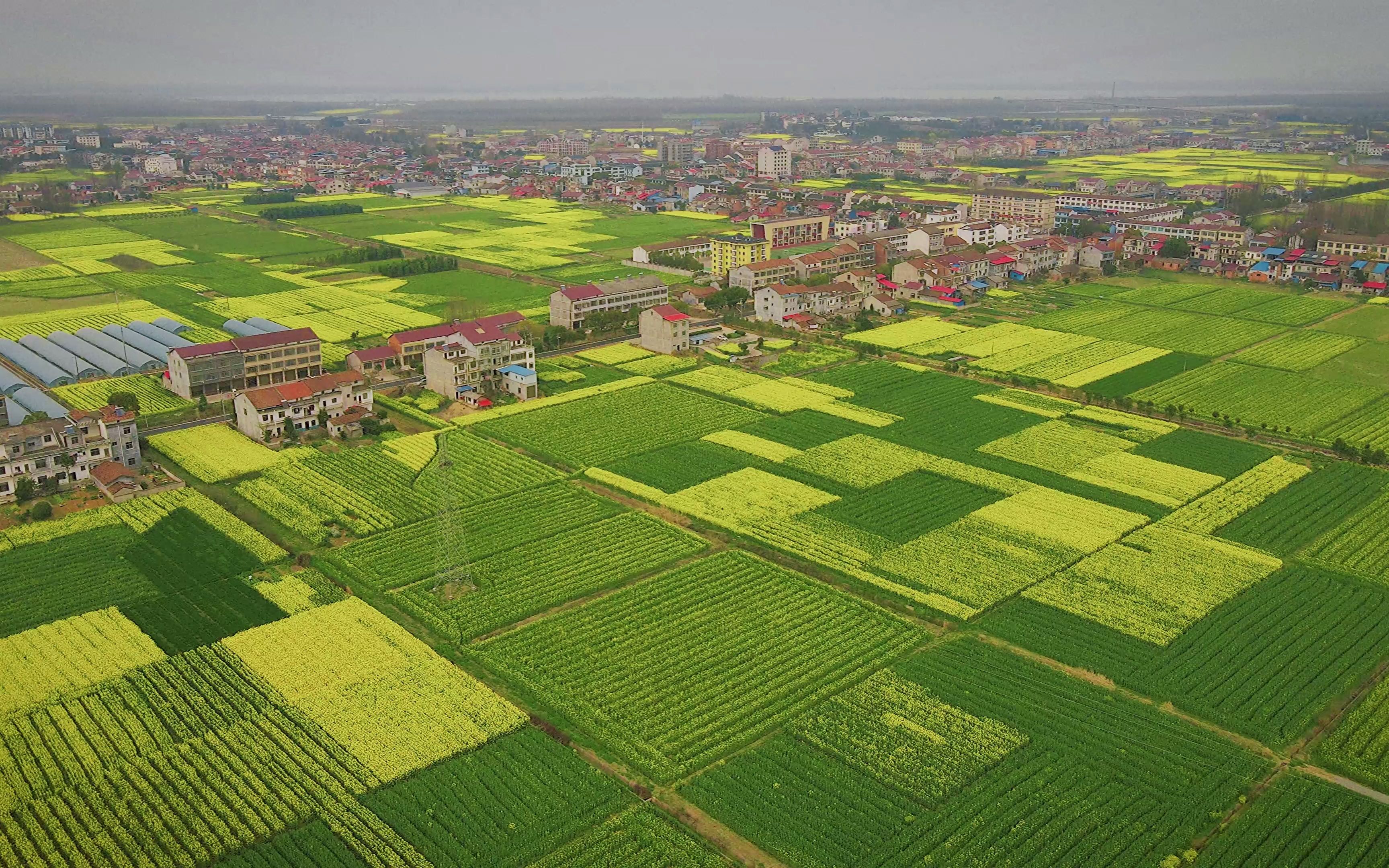 毛里湖畔大山花开湖南津市毛里湖镇油菜花开了