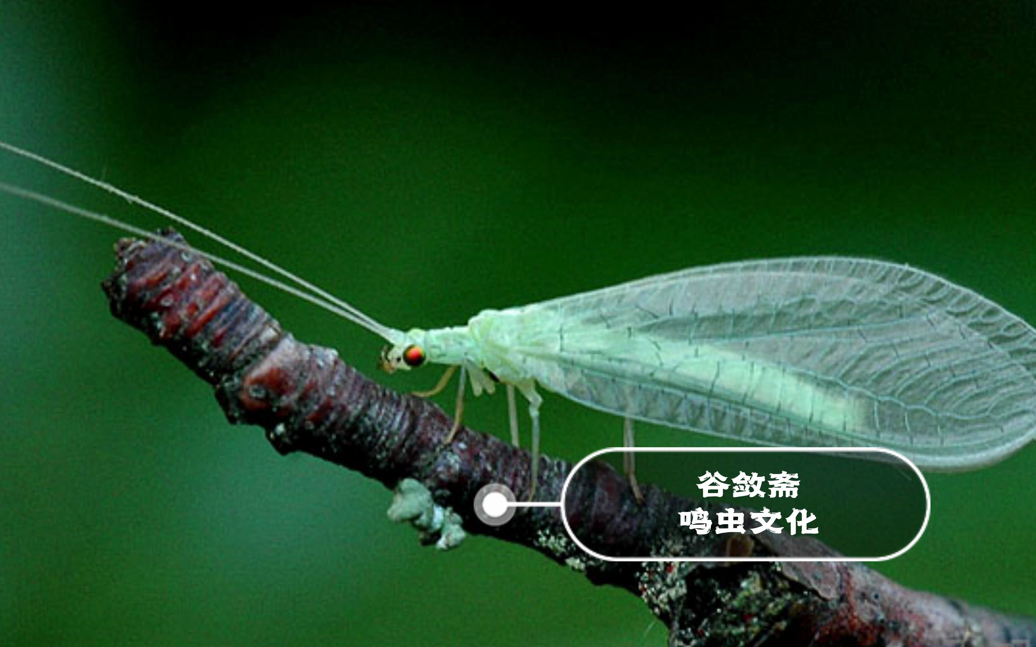 农业益虫-白线草蛉