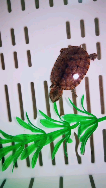 出生一周的斑纹泥龟这状态真的太好了斑